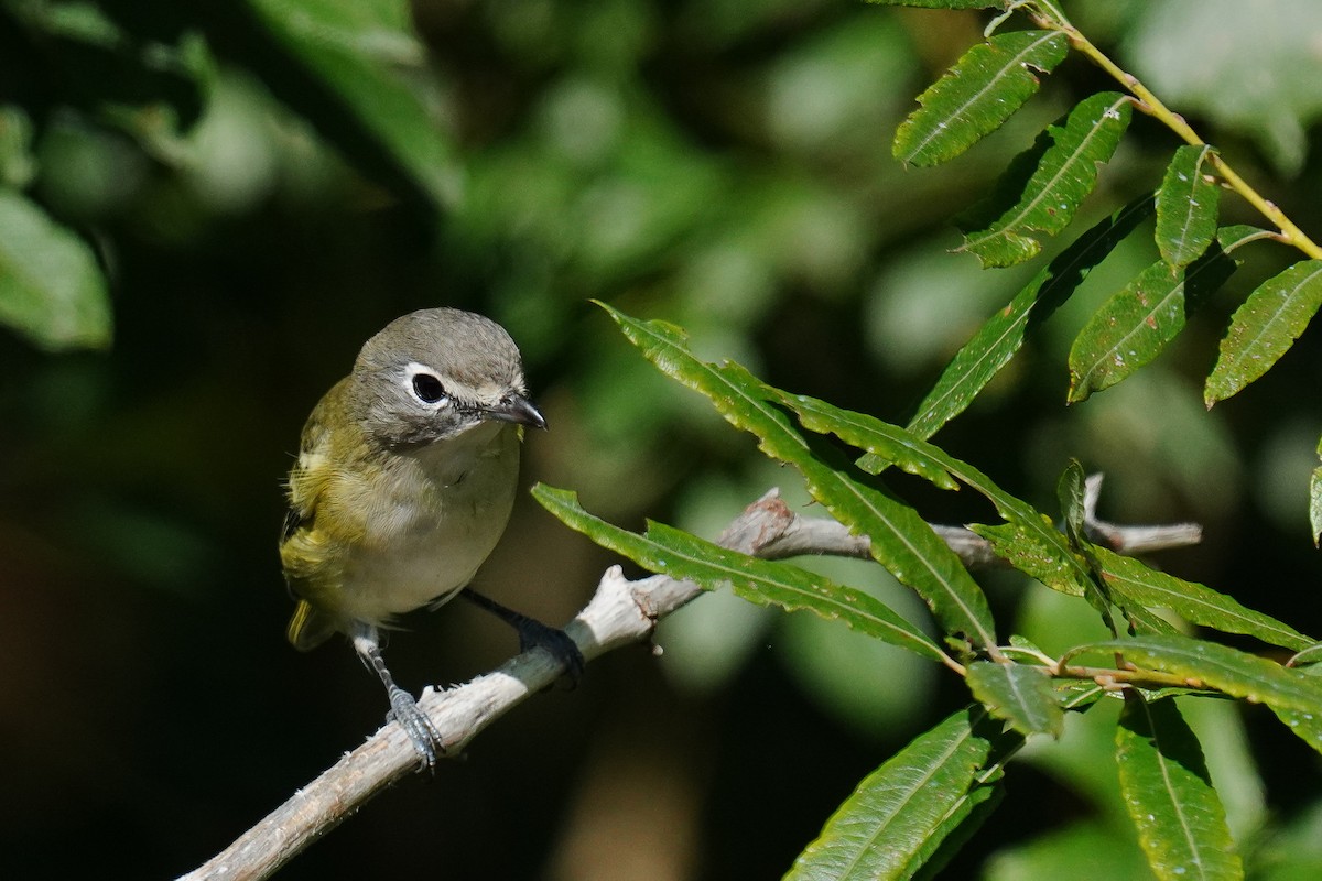 Blue-headed Vireo - ML479694301