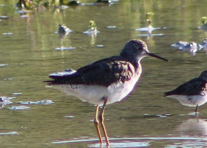 Lesser Yellowlegs - ML479694351