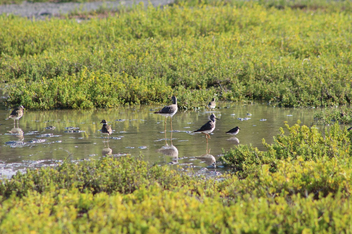 Lesser Yellowlegs - ML479694411