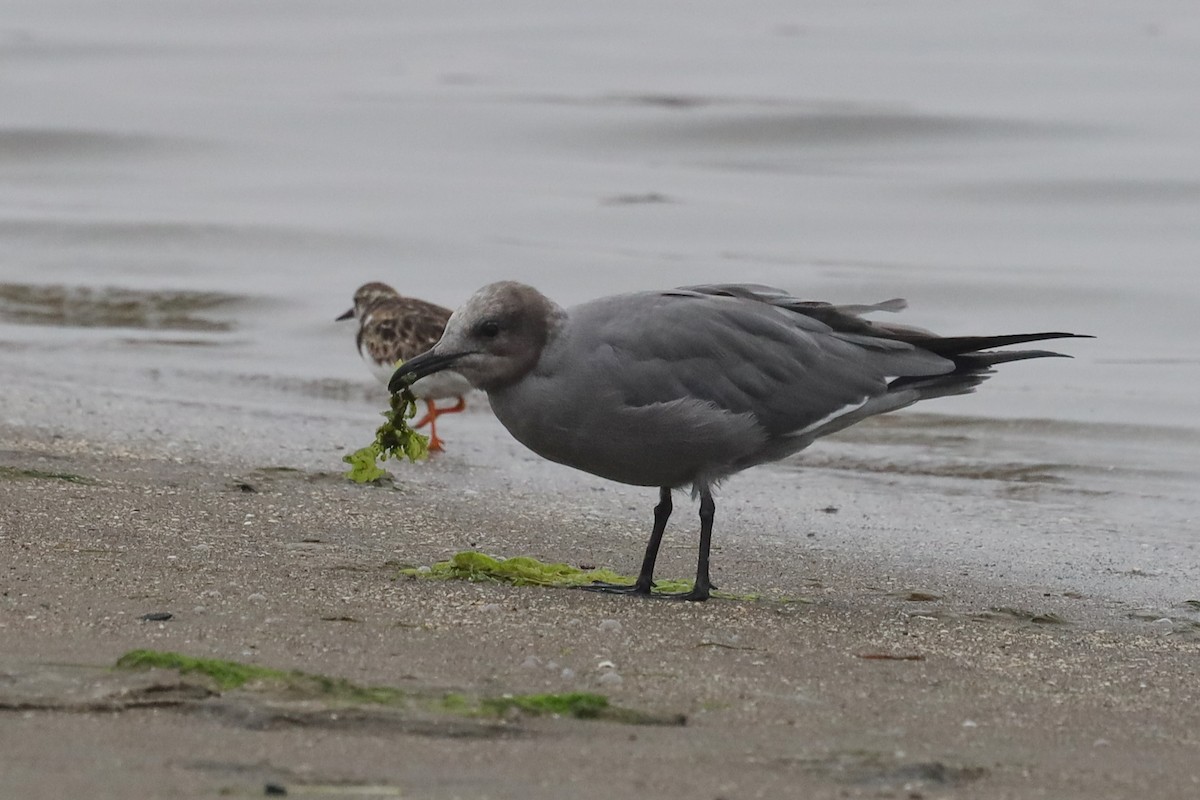 Gray Gull - ML479695281