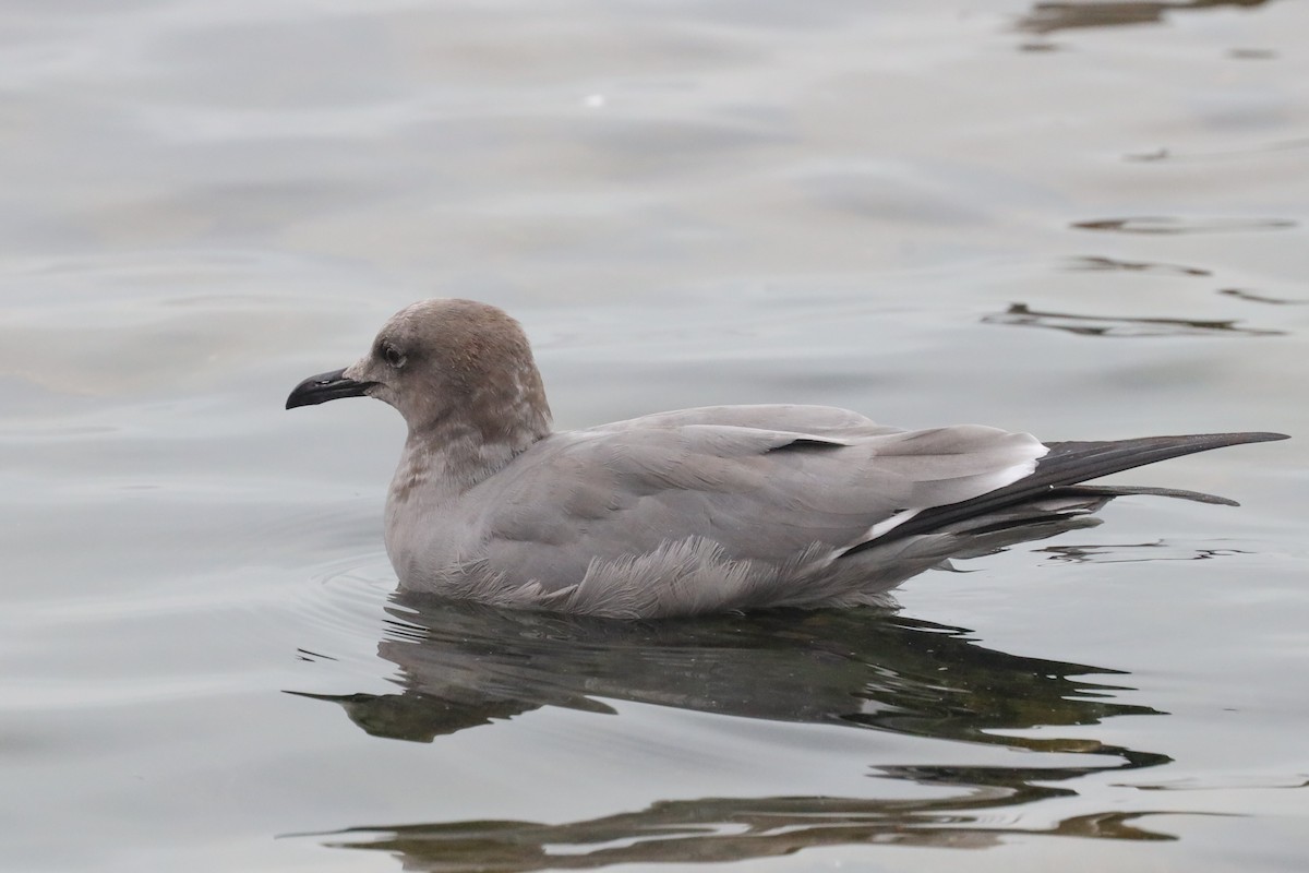 Gray Gull - ML479695291