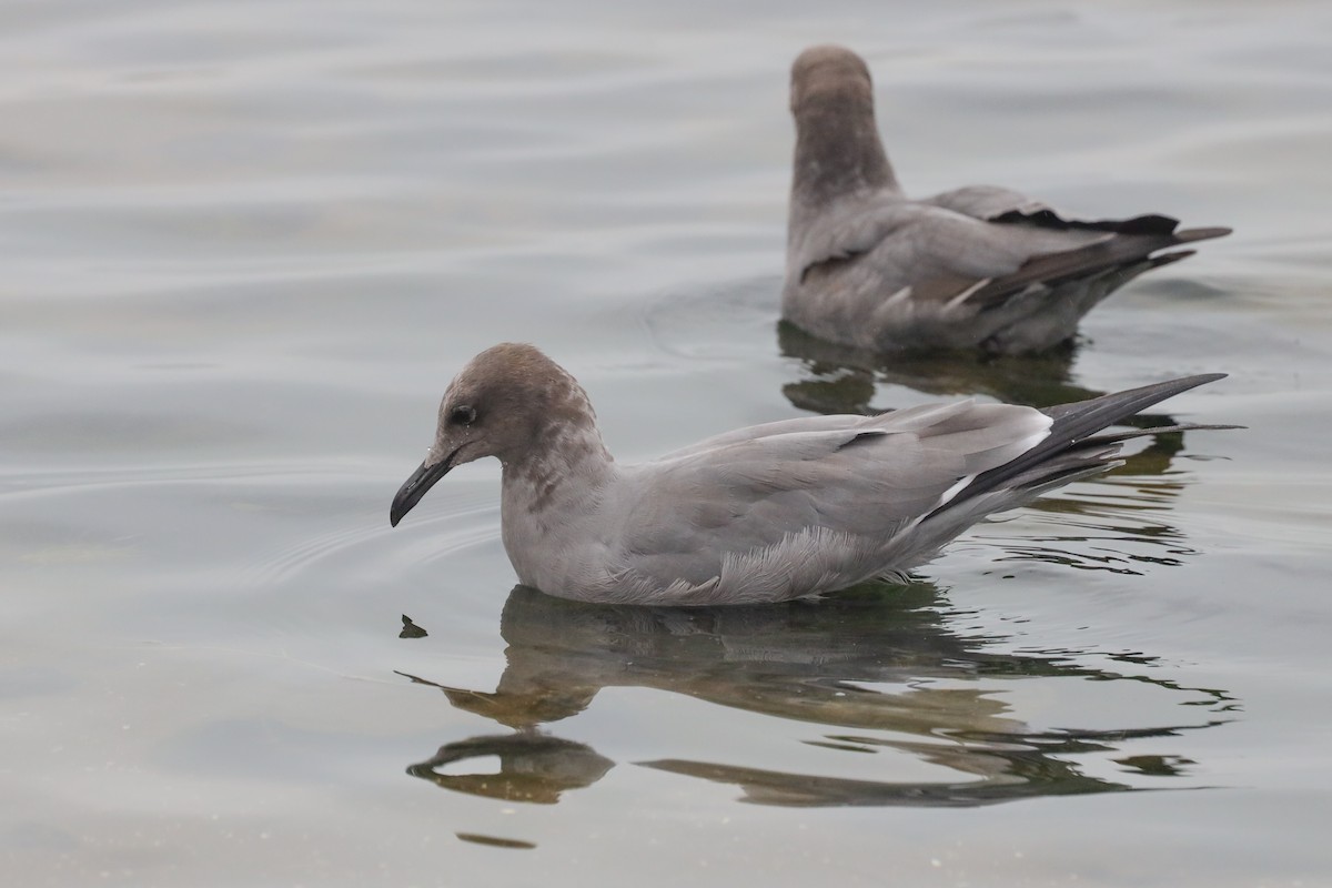 Gray Gull - Ian Thompson