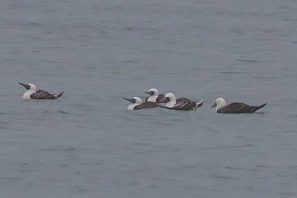 Peruvian Booby - Ian Thompson