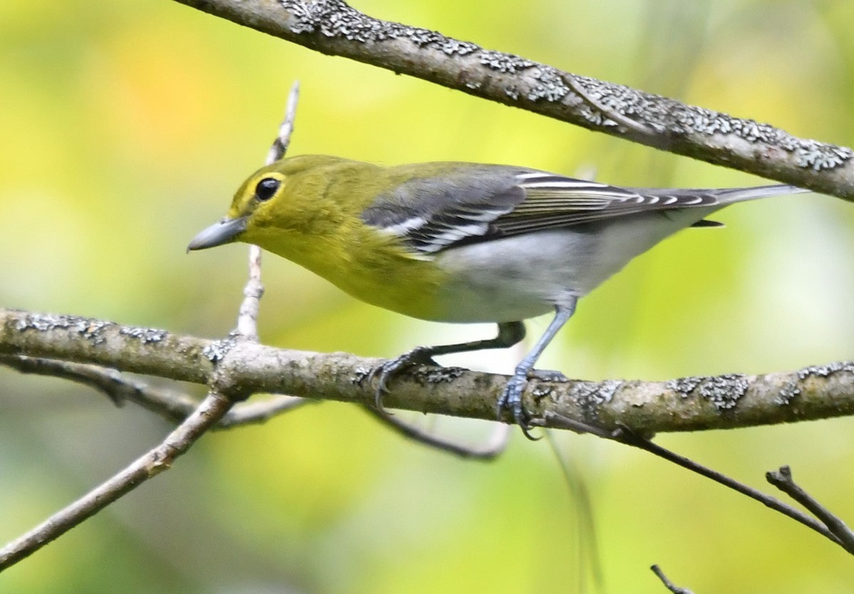 Yellow-throated Vireo - Dean Turley