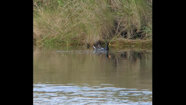 Gallinule d'Amérique - ML479699271