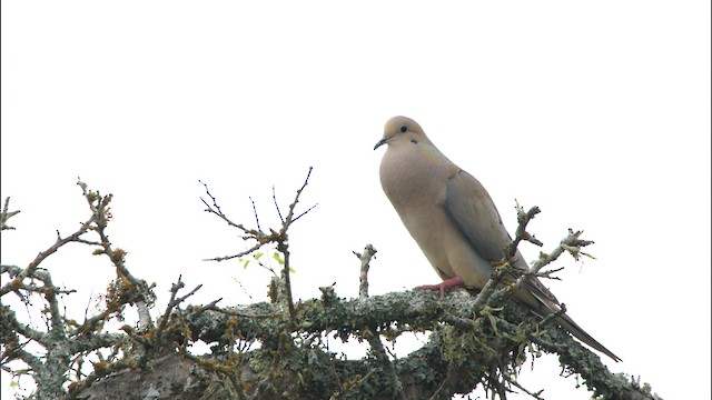 Mourning Dove - ML479700