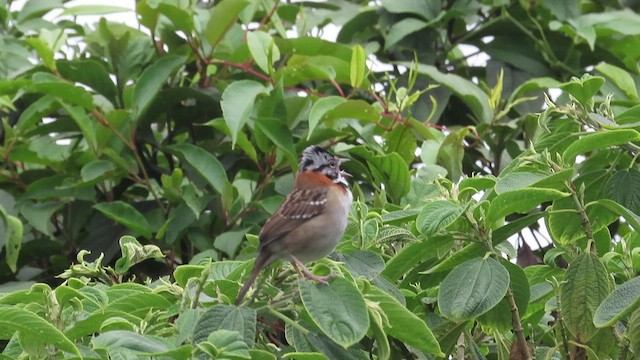 Rufous-collared Sparrow - ML479700251