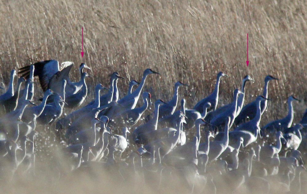 Common Crane - ML479701441