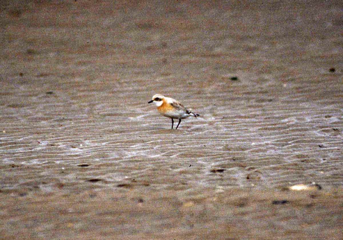 Siberian/Tibetan Sand-Plover - ML47970191