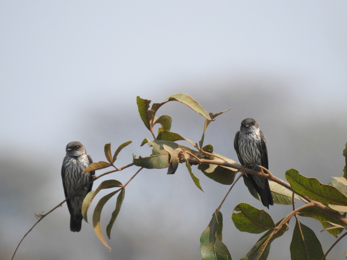 Golondrina del Congo - ML479702121