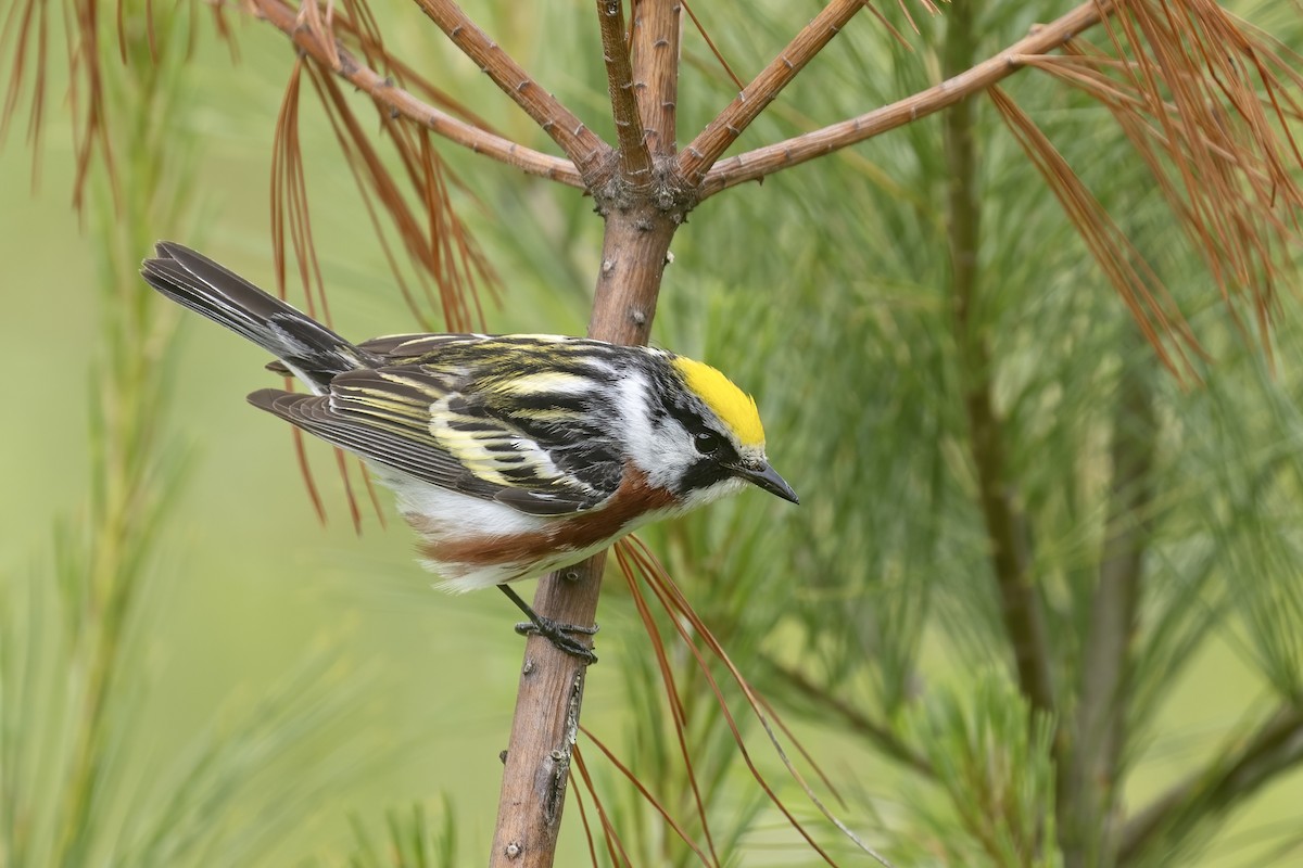 Chestnut-sided Warbler - ML479702341