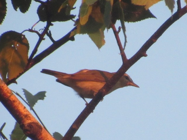 Viréo aux yeux rouges - ML479702411