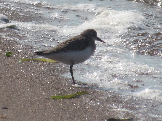 Sandstrandläufer - ML479702911