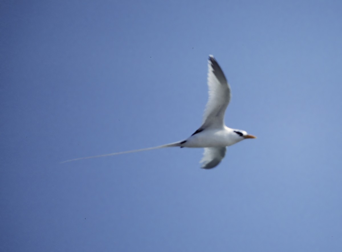 White-tailed Tropicbird - ML479703201