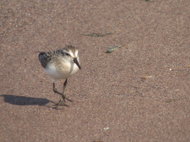 Semipalmated Sandpiper - ML479703311