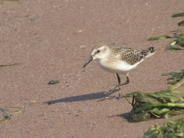 Semipalmated Sandpiper - ML479703451