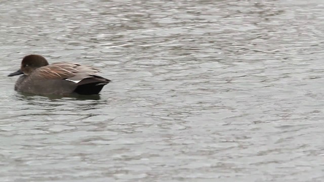 Gadwall - ML479704