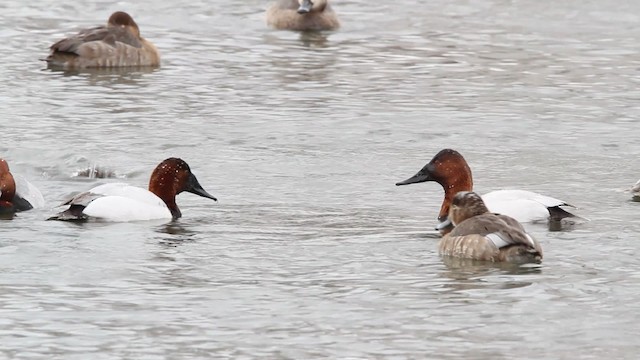 Canvasback x Redhead (hybrid) - ML479705