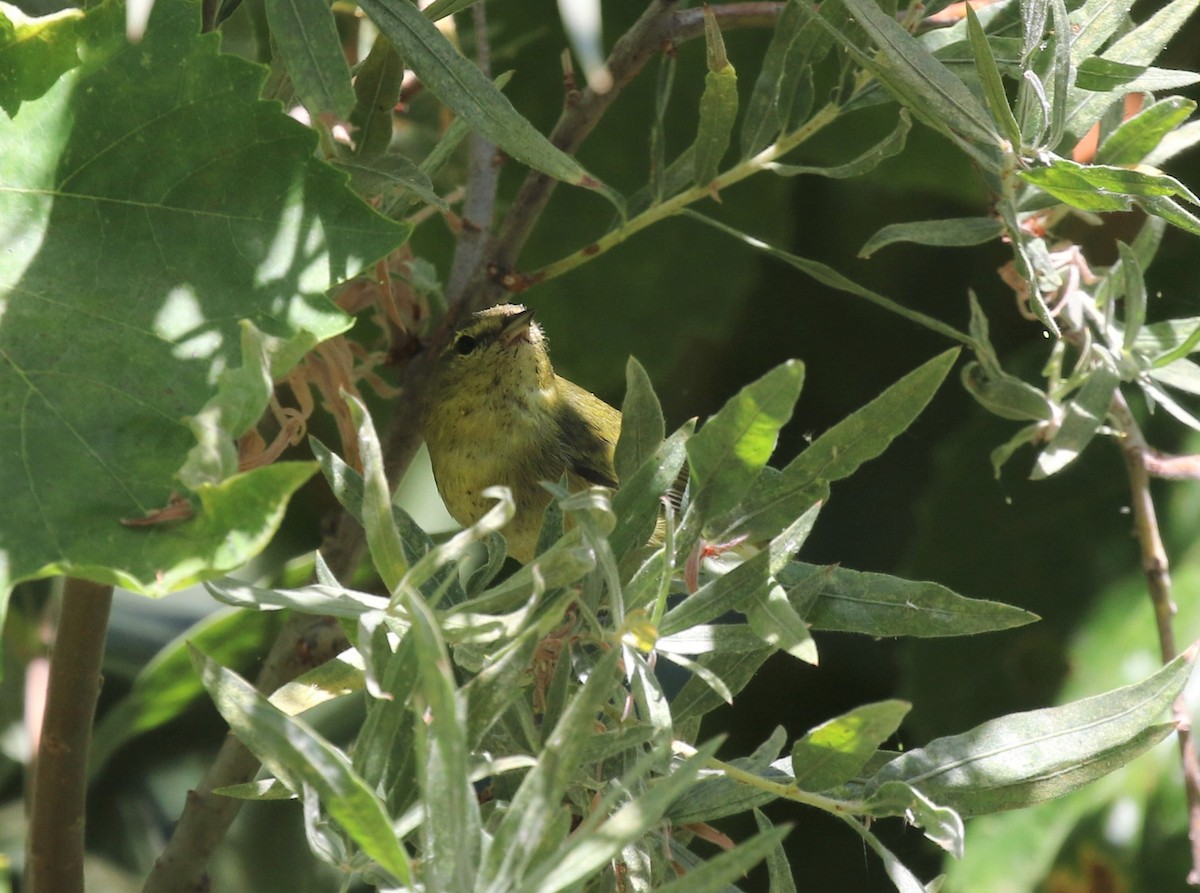 Tennessee Warbler - ML479706051