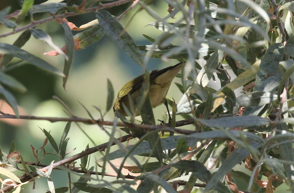 Tennessee Warbler - ML479706301
