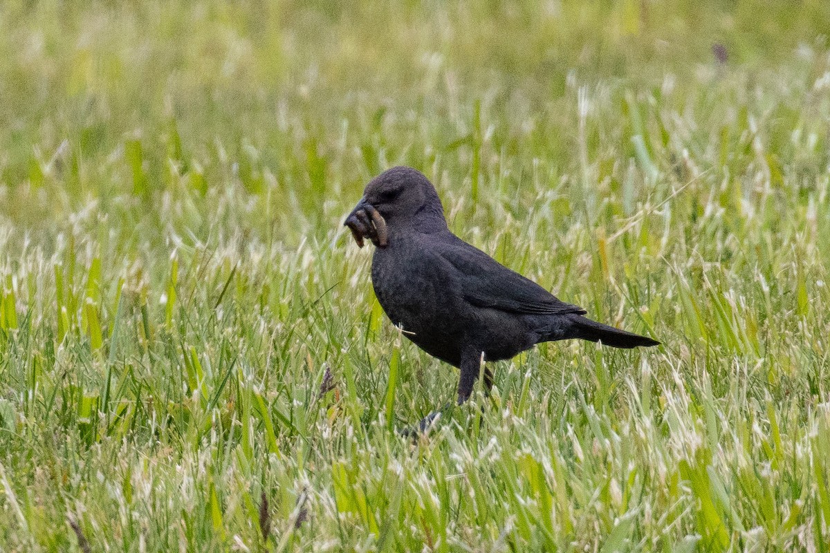 Brewer's Blackbird - Philip Steinhoff