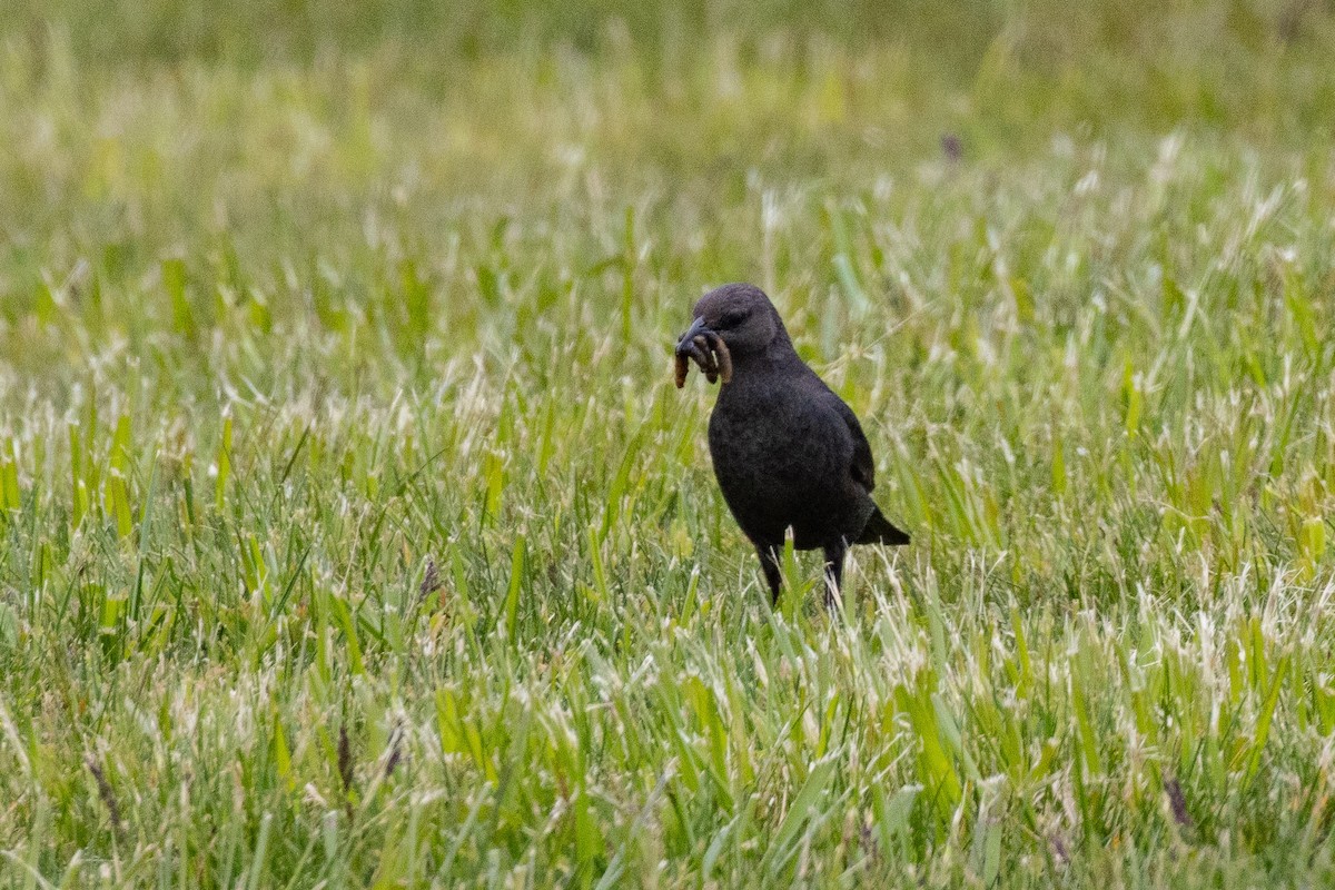 Brewer's Blackbird - ML479706871