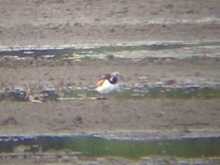 Ruddy Turnstone - ML47970761