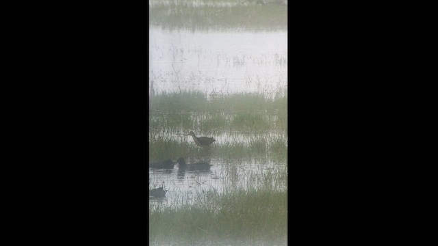 Jacana Centroamericana - ML479707801