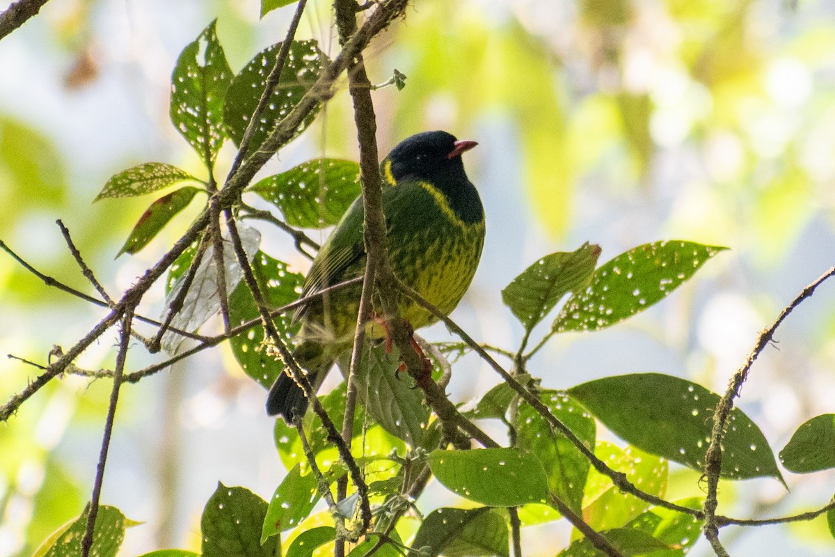 Green-and-black Fruiteater - ML479708111