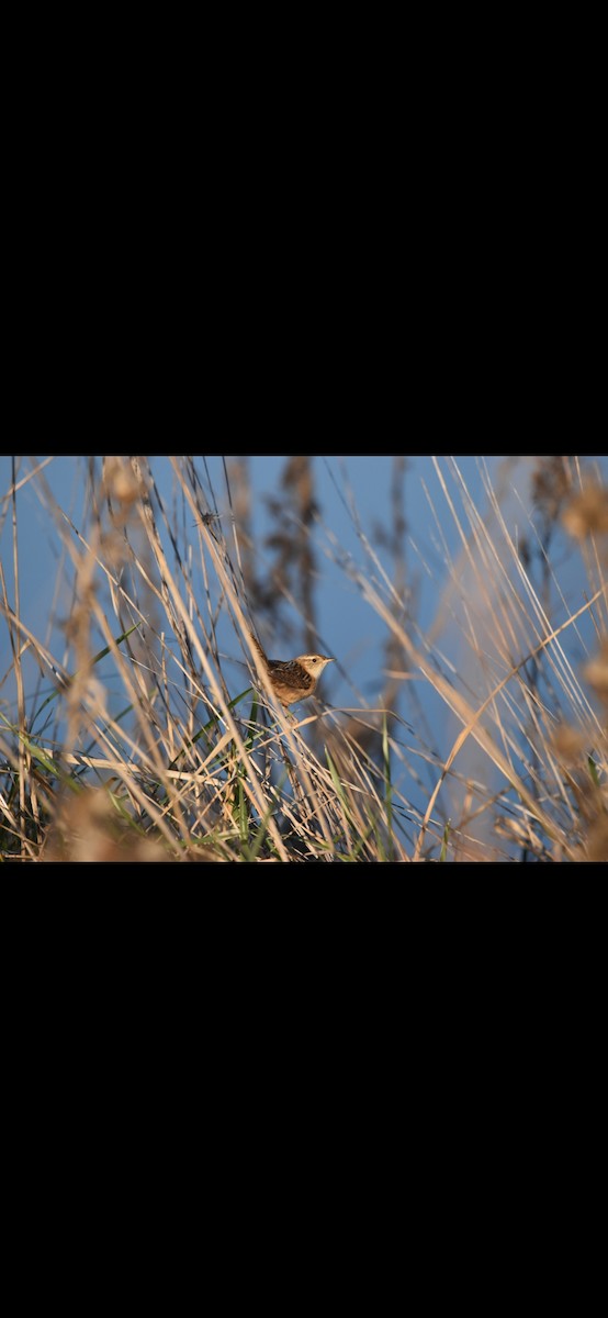 Grass Wren - Lucas Naccaratti