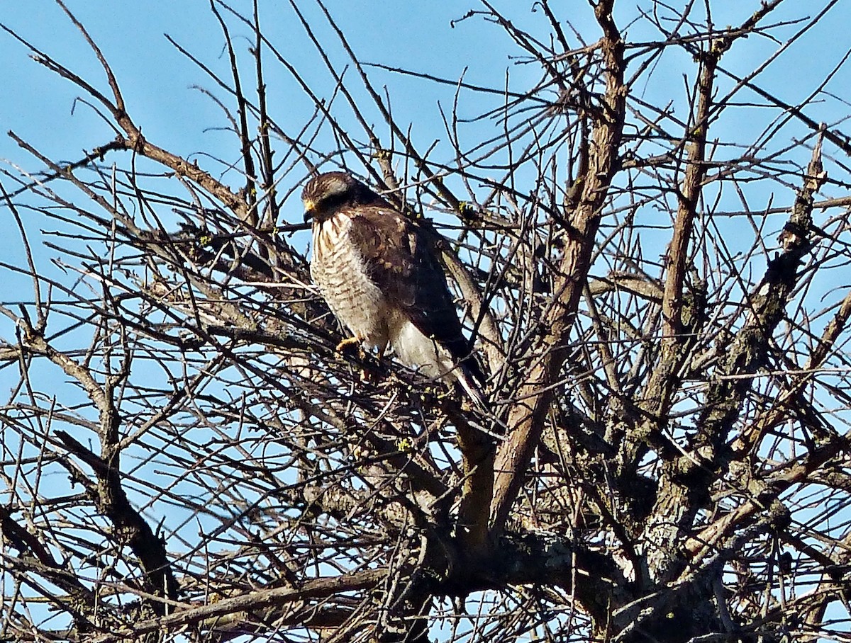 Roadside Hawk - ML479708751