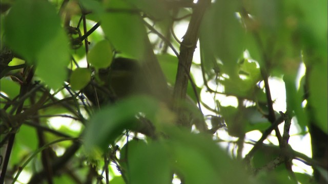 svarthettevireo - ML479709