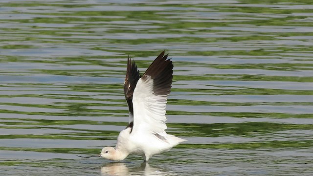 Avocette d'Amérique - ML479710951