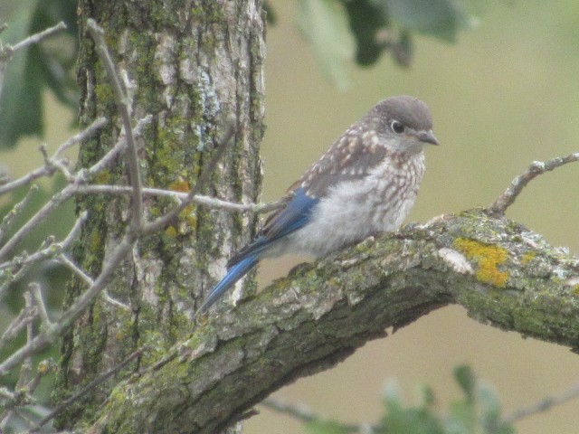 Eastern Bluebird - ML479711861