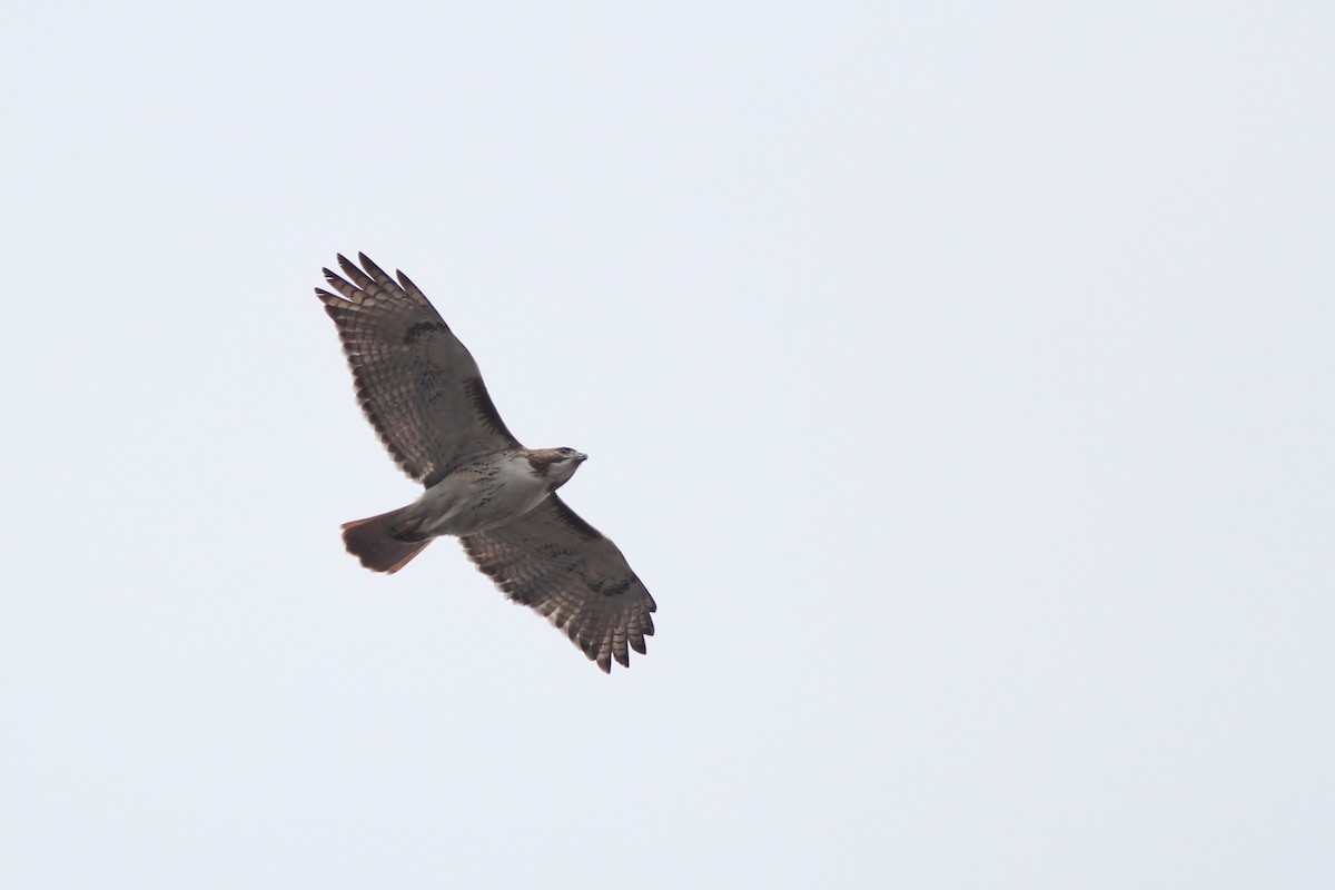 Red-tailed Hawk (borealis) - ML479712201