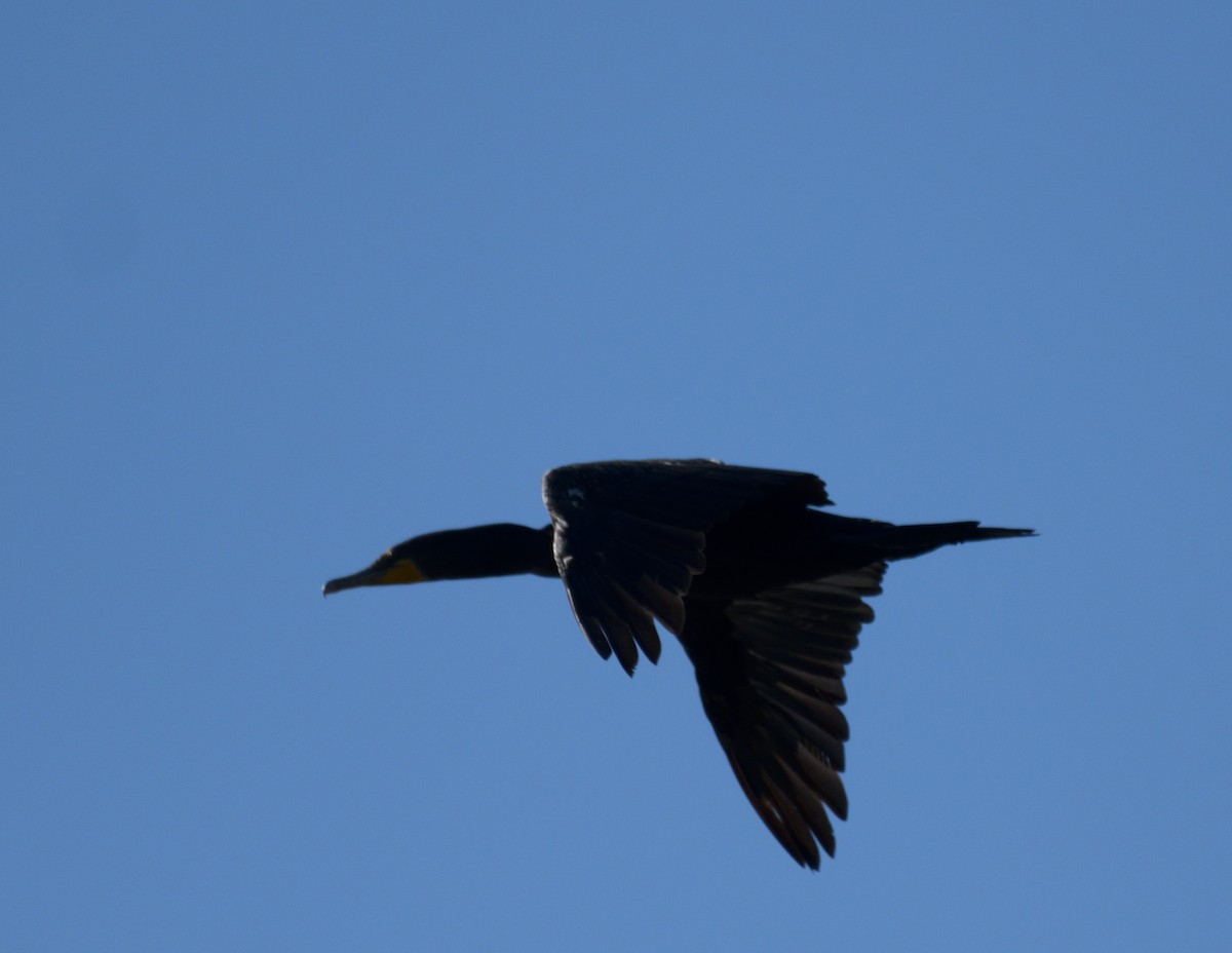 Double-crested Cormorant - ML479713111