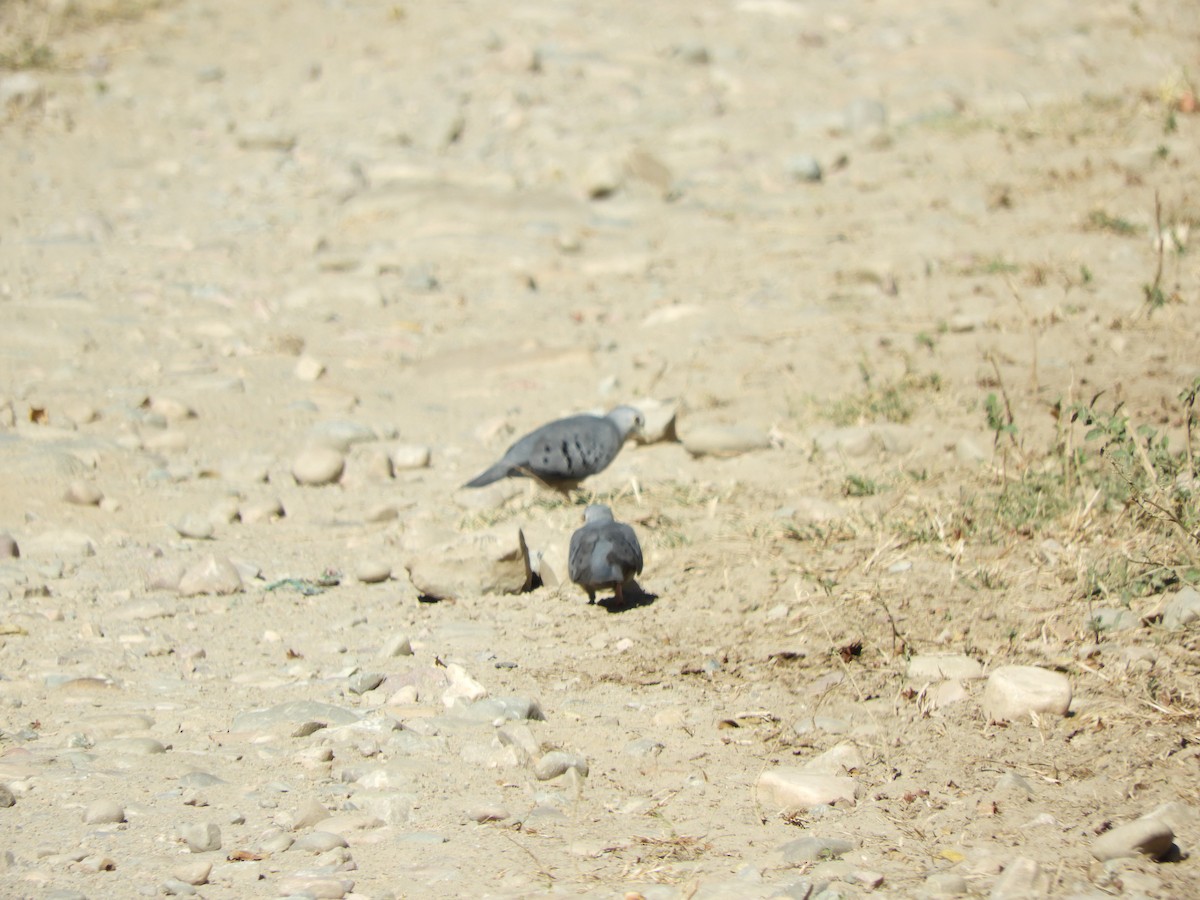 Blue Ground Dove - Pablo Mealla