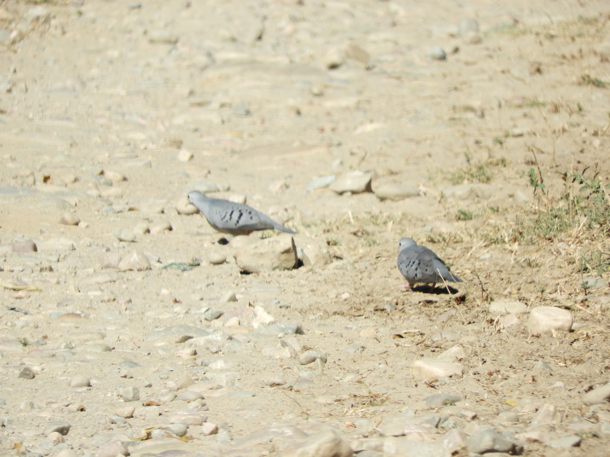 Blue Ground Dove - Pablo Mealla