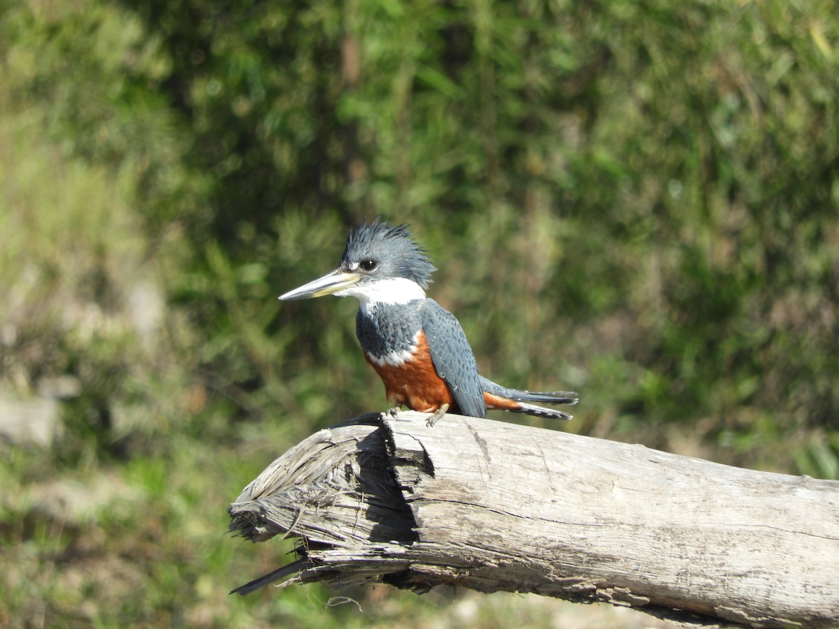 Ringed Kingfisher - Pablo Mealla