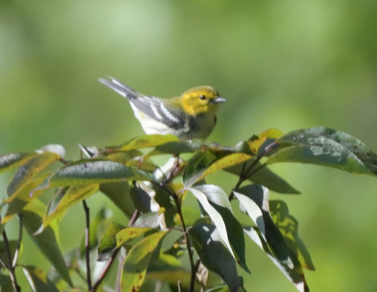 Black-throated Green Warbler - FELIX-MARIE AFFA'A