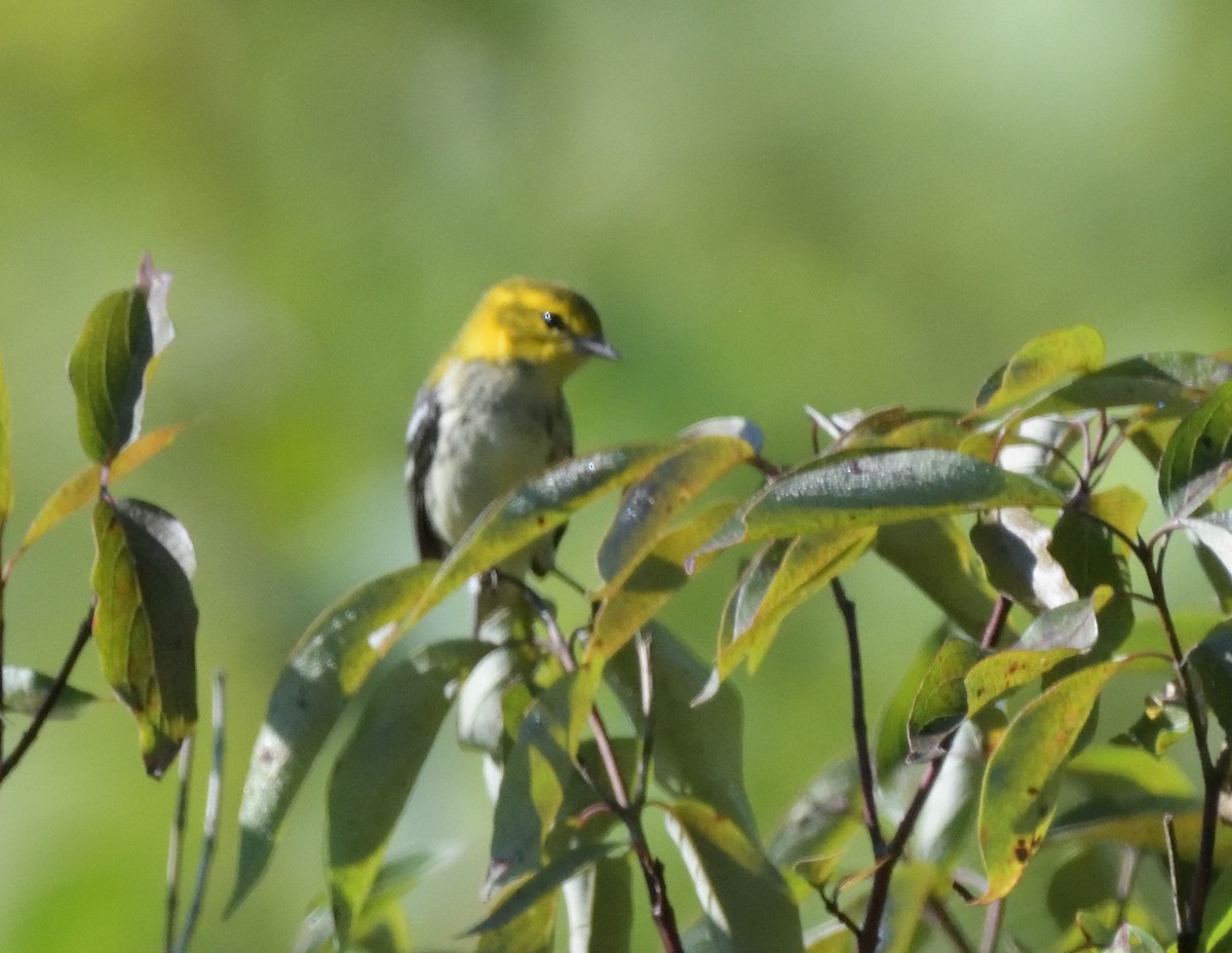 Black-throated Green Warbler - FELIX-MARIE AFFA'A