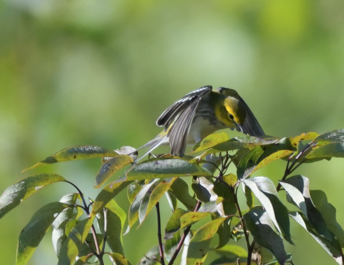 Black-throated Green Warbler - FELIX-MARIE AFFA'A