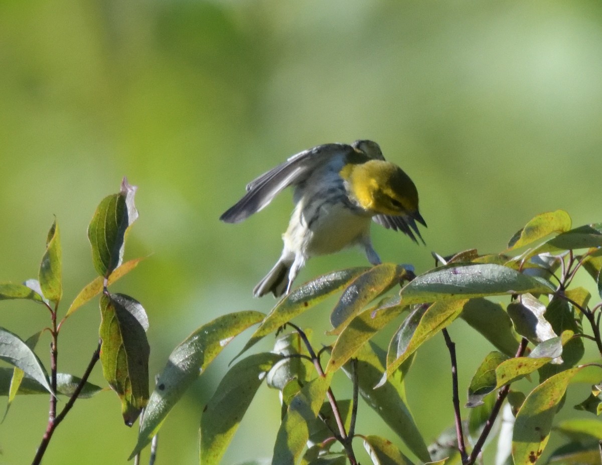 Black-throated Green Warbler - FELIX-MARIE AFFA'A