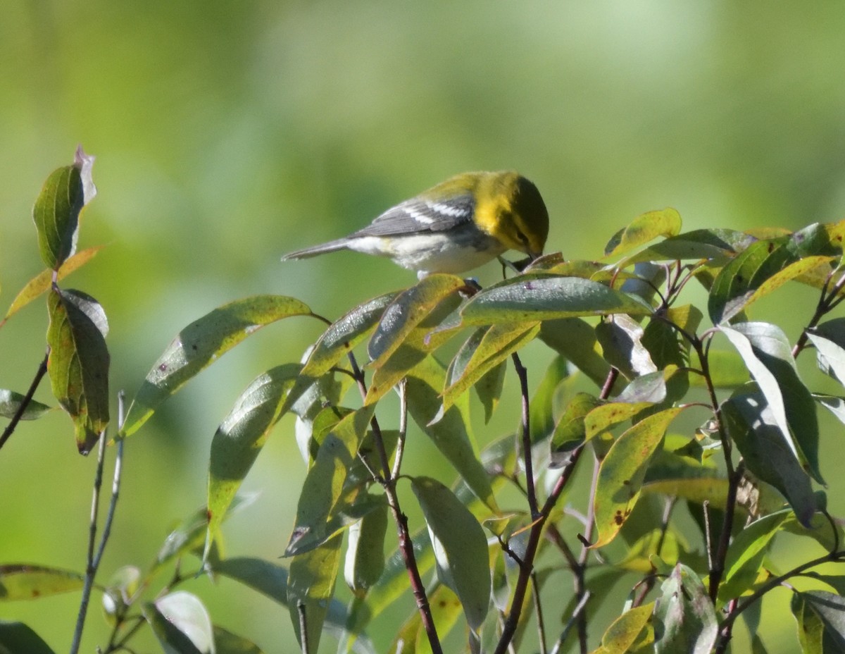 Black-throated Green Warbler - FELIX-MARIE AFFA'A