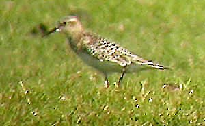 Baird's Sandpiper - ML47971661