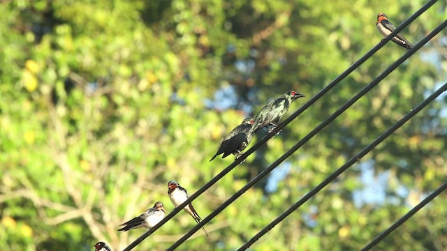 Asian Glossy Starling - ML479717