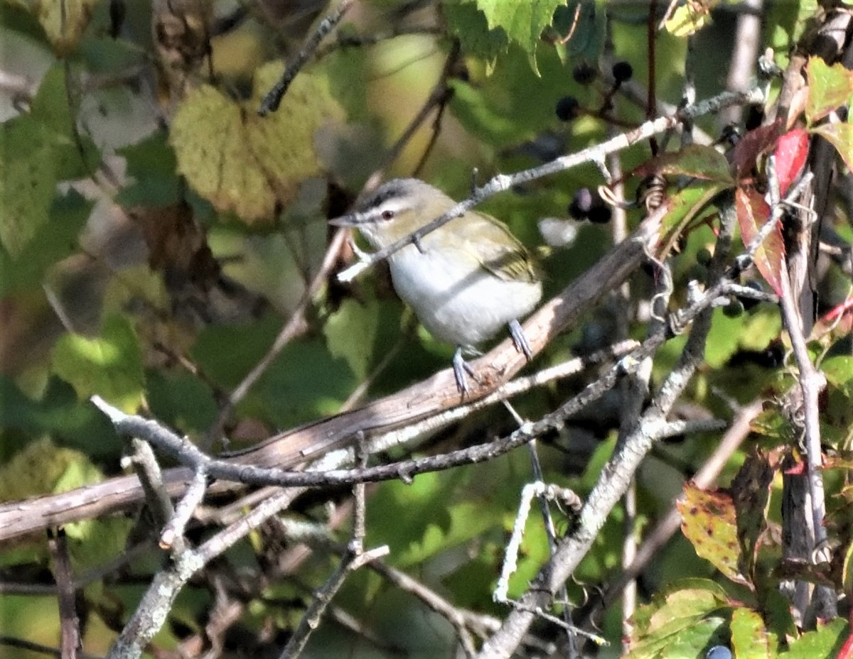 Red-eyed Vireo - FELIX-MARIE AFFA'A
