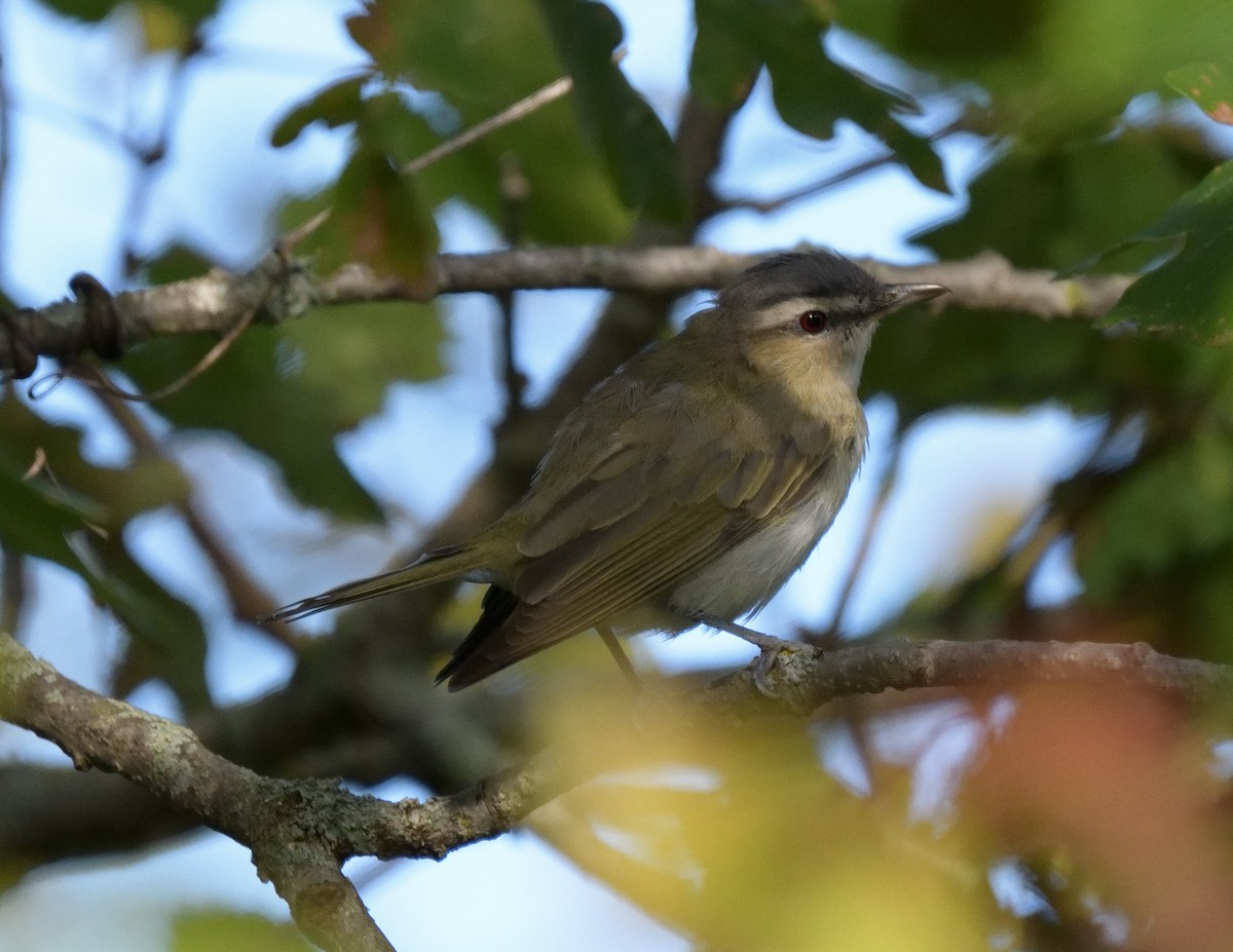 Vireo Ojirrojo - ML479717271