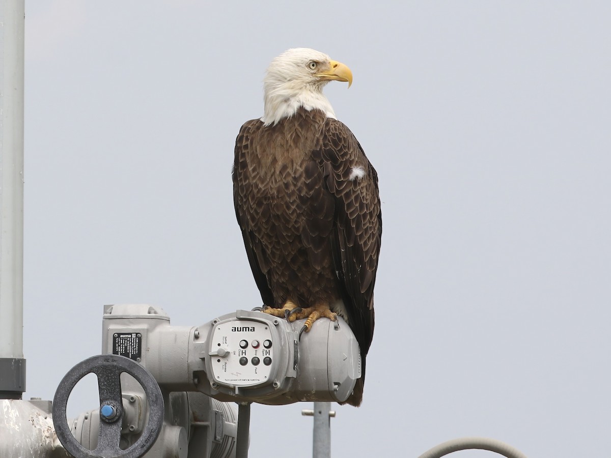 Bald Eagle - Steve Calver