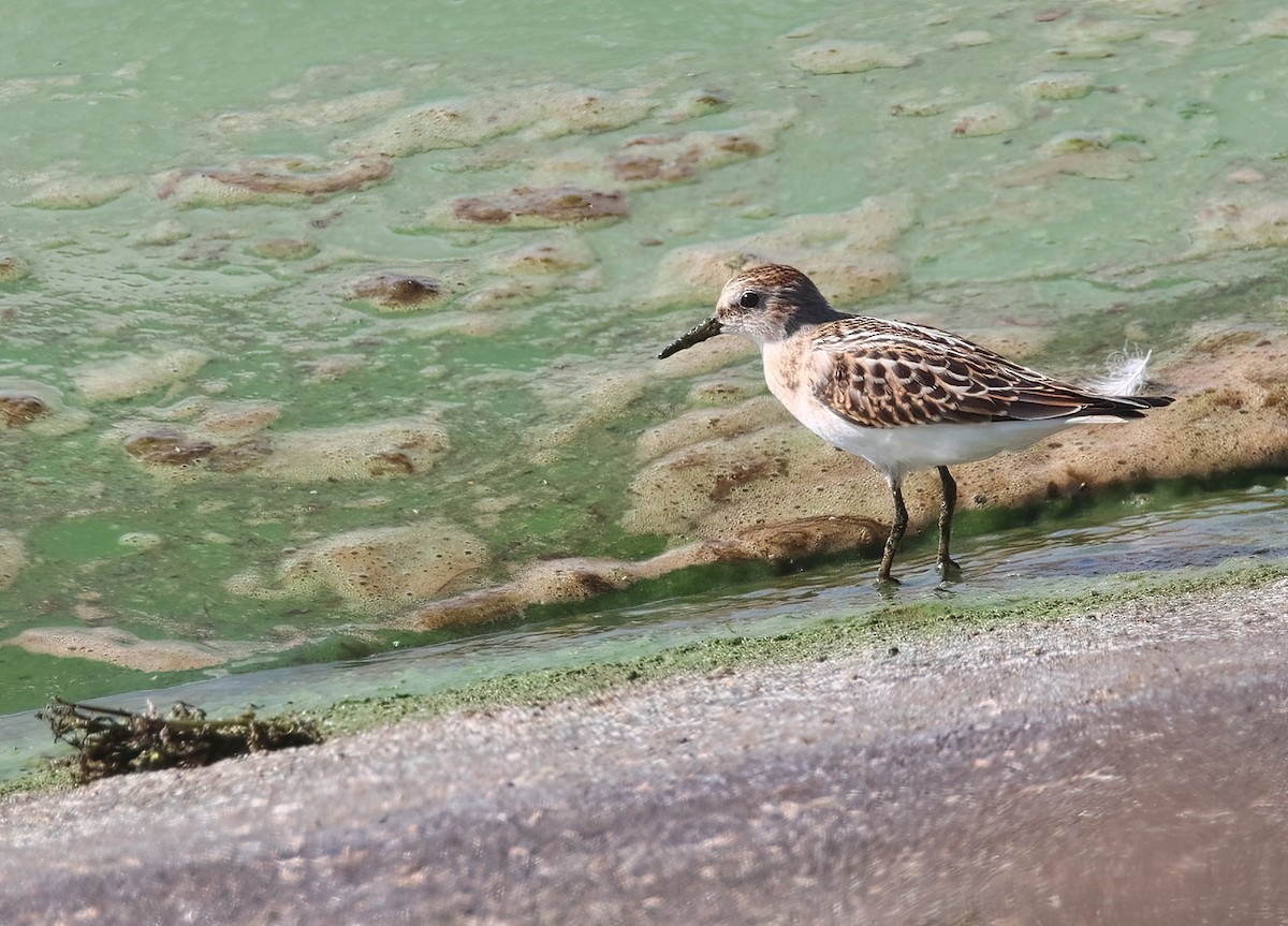 Little Stint - A W